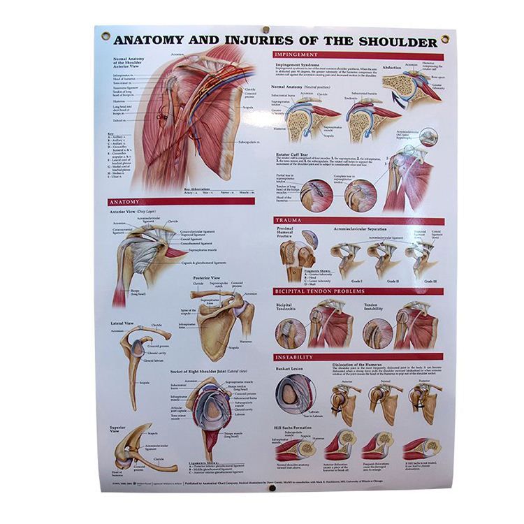 Anatomy & Injuries of the Shoulder Anatomical Chart | OrthoCanada