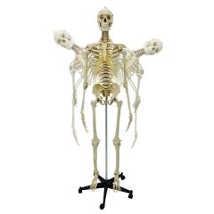 Modèle de squelette flexible